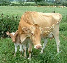 Do Guernsey Or Jersey Cows Produce Better Milk Guernsey Cow Jersey Cow Cow