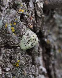 Image result for Ctenium concinnum