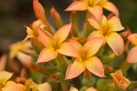 Image result for Kalanchoe lanceolata