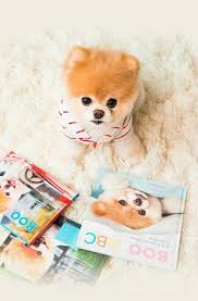 cute puppy yavru kopek kopek hayvanlar