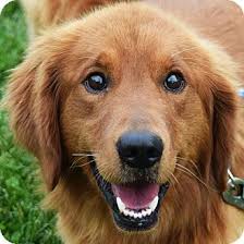 All of our puppies are raised by hand by families and are healthy, happy and very well socialized. Huntley Il Golden Retriever Irish Setter Mix Meet Duke A Dog For Adoption Golden Retriever Irish Setter Mix Golden Retriever Pets