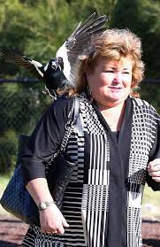 Yet mr glindemann believes there is an ongoing danger to the public, after he was informed at the hospital a woman was also attacked by a magpie in the. Magpie Swooping Season Dates 2018 Attacks Have Started Early