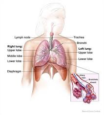 Pin On Breathing
