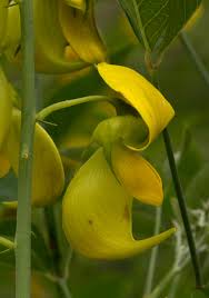 Image result for Crotalaria laburnifolia
