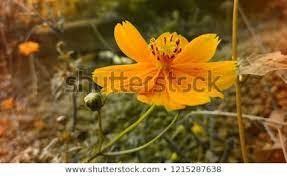 This Is A Yellow Sulfur Cosmos Flower With High Resolution Flowers Cosmos Sulphur