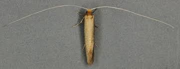 Image result for Strephonema