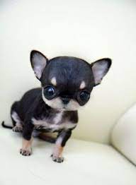 38 Puppies Ideas Puppies Cute Animals Cute Dogs