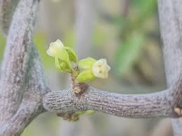 Image result for Cynanchum ledermannii