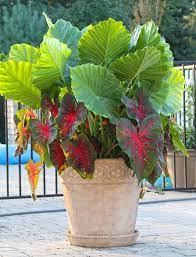 In cooler regions, bring the pots indoors or to a protected. Elephant Ears Late Summer Fireworks For Pots And Planters Longfield Gardens