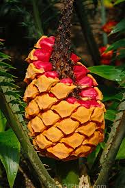 Image result for Encephalartos villosus