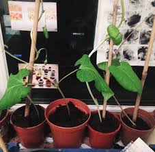 Indoor Plants Grow From Seed Plants Growing Seeds Indoor Plants