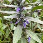 Image result for Ajuga integrifolia