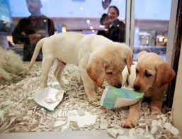 Pet Stores In The Uk Are Now Banned From Selling Puppies And Kittens Labradorpuppy Labrador Puppies For Sale Labrador Puppy Kittens