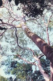 Image result for Hymenaea courbaril