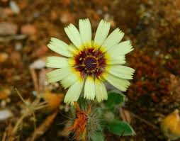 Image result for Tolpis