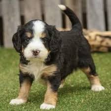 Everyone wants the perfect puppy. Walnut Valley Puppies Walnutvalleypuppies Profile Pinterest