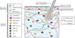 Learn vocabulary, terms and more with flashcards, games and other study tools. Skin Structure And Immune Cell Types Found In Skin The Skin Is Download Scientific Diagram