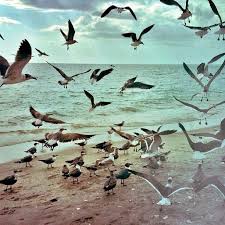 Birds Of The Same Feather Flock Together Meaning Pin By Dree Harper On Word Birds In Flight Mermaid Life Freedom Bird