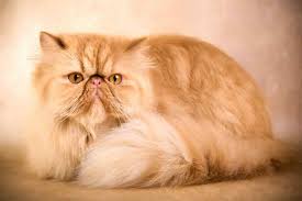 Cat fanciers in the uk started to enhance the characteristics of the breed. Persian Cat And Very Curious Things About Them Catsfud