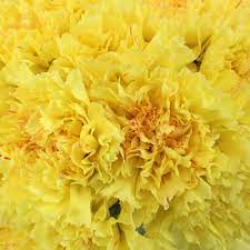 Yellow Carnation Flower Pic Best Flower Wallpaper
