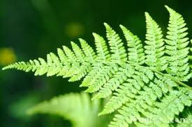 The barnsley fern is a fractal named after the british mathematician michael barnsley. Fractal Power Fractals In Nature Fractals Ferns