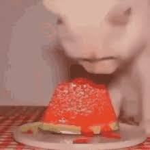 We did not find results for: Cat Watermelon Gifs Tenor