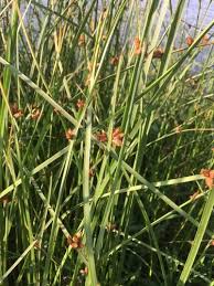 Image result for Schoenoplectus sp.no.3