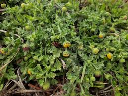 Image result for Grangea anthemoides