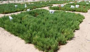 عدن الغد طباعةي روى بماء البحر ولا ي زرع في اليمن الساليكورنيا محصول خضار وزيتي وعلفي ومصدر للوقود الحيوي
