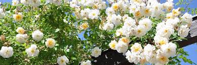 We did not find results for: 35 Climbing Rambling Roses From 23 99