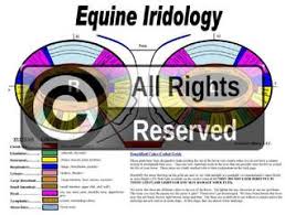 owner equine iridology and owner canine feline iridology