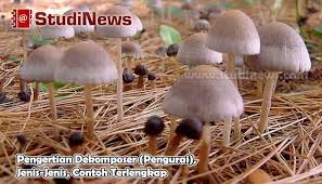 Pengertian Dekomposer Pengurai Jenis Dan Contohnya Pendidikan