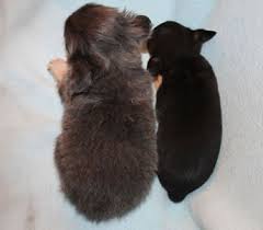 The teacup chihuahua (a.k.a micro chihuahua, mini chihuahua, and miniature chihuahua) is when getting a miniature chihuahua, make sure you're not encouraging these practices as they are. Minichihuahuas Minichihuahuawelpen Und Tea Cups