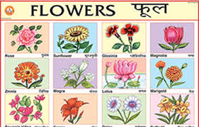 We did not find results for: Best Of Flowers Name In English And Hindi With Images Top Collection Of Different Types Of Flowers In The Images Hd
