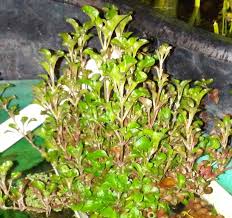 Image result for Alternanthera caracasana