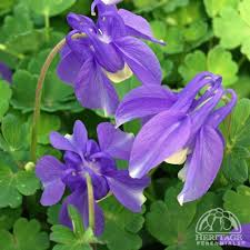 Image result for Aquilegia flabellata ministar