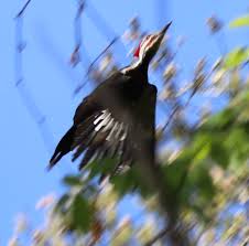 There is such a thing as bird porn | by Christopher Cudworth | Medium