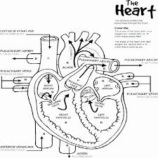 Take a deep breath and relax with these free mandala coloring pages just for the adults. Anatomy Muscles Coloring Pages Free Cardiologie Physiologie Radiologie
