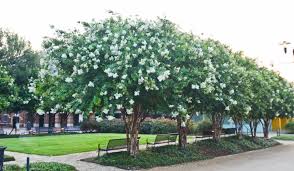 Natchez The Crape Myrtle Of Choice Crape Myrtle Guy Myrtle Tree Crepe Myrtle Landscaping Crape Myrtle
