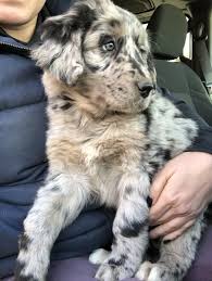 Australian shepherds for sale in south carolina australian shepherds in sc. Golden Retriever Australian Shepherd Mix Golden Retriever Australian Shepherd Mix Australian Shepherd Golden Retriever Mix Puppies