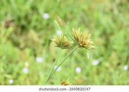 Image result for Pycreus