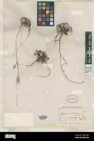 Image result for Leucosphaera