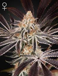 In years past, greenhouse seeds/buds swept virtually all categories of the cannabis cup. Feminised Cannabis Seeds Green House Seed Company Buy Cannabis Seeds Online