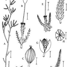 Image result for Tristicha trifaria