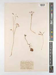 Image result for Napoleonaea septentrionalis