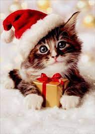 Find the perfect kitten christmas stock photos and editorial news pictures from getty images. Precious Kitten With Santa Hat Avanti Holiday Collection Christmas Pet Photos Christmas Animals Christmas Cats
