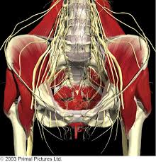 Specializing In Complicated Pelvic Spinal And Abdominal Dysfunction Physical Therapy Pelvic Floor Urinary Incontinence