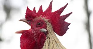 Because the sound of a machine gun would usually wake everyone up in the morning. Top Rooster Announces The Dawn Science News For Students