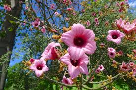 They're perfect for decorative purposes and are easy. Want A Rainforest Garden Then Plant Dry Not Wet Jerry Coleby Williams