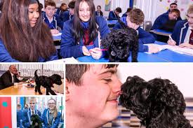 Little Pluto's the cuddly star of school's new support system